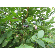 IQF Organic Blueberry Zl-1044